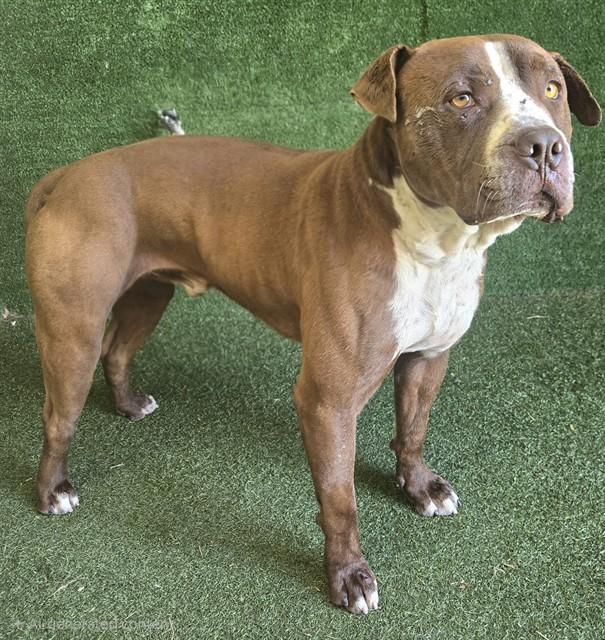 Enlarge BUSTER, a Adoptable Pit Bull Terrier in Lancaster, CA image 1/1
