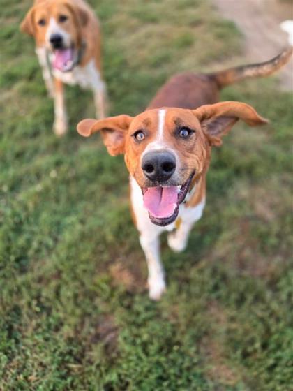 Flint, Adoptable, Adult Male Hound & Australian Shepherd.