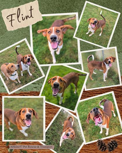 Enlarge Flint, a Adoptable mixed breed in De Soto, IA image 2/3