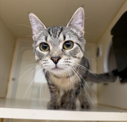 Enlarge Cremia, a Adoptable Domestic Short Hair in Hamilton, NJ image 1/2