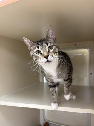 Enlarge Cremia, a Adoptable Domestic Short Hair in Hamilton, NJ image 2/2
