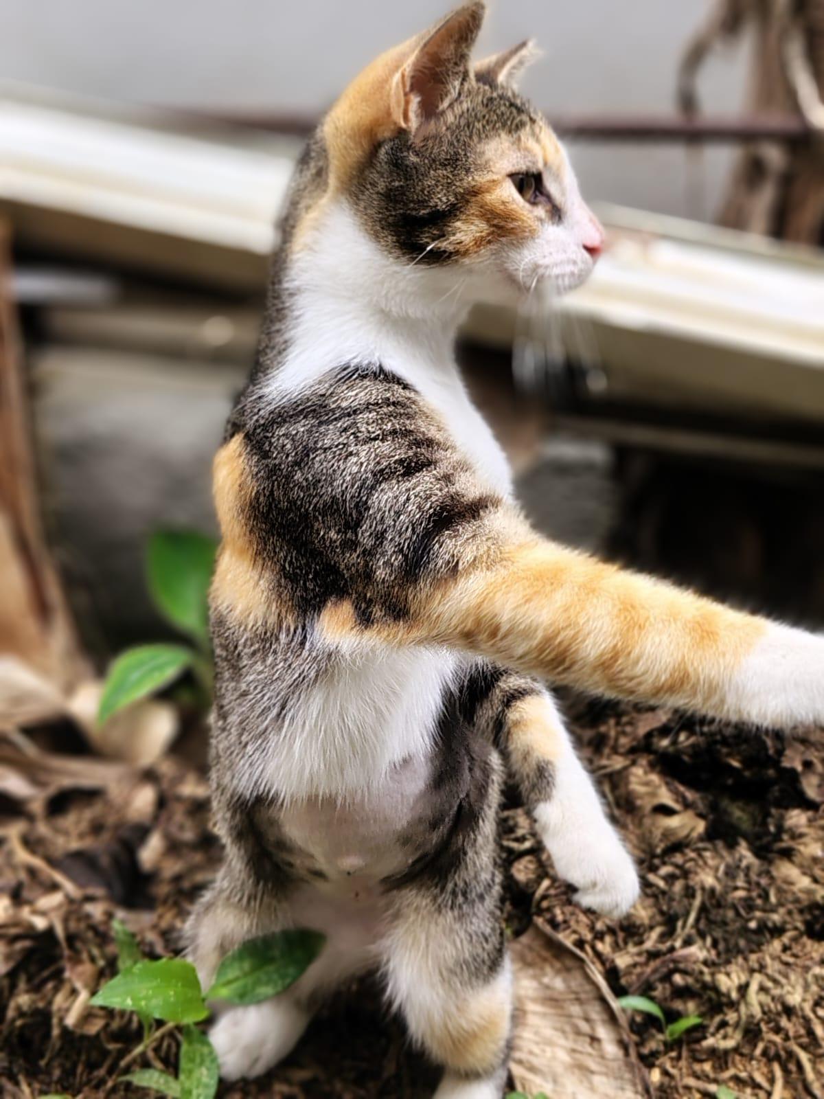 April, an adopted Domestic Short Hair in Franklin, MA image 4/6