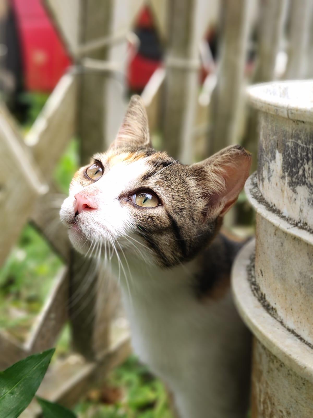 April, an adopted Domestic Short Hair in Franklin, MA image 5/6