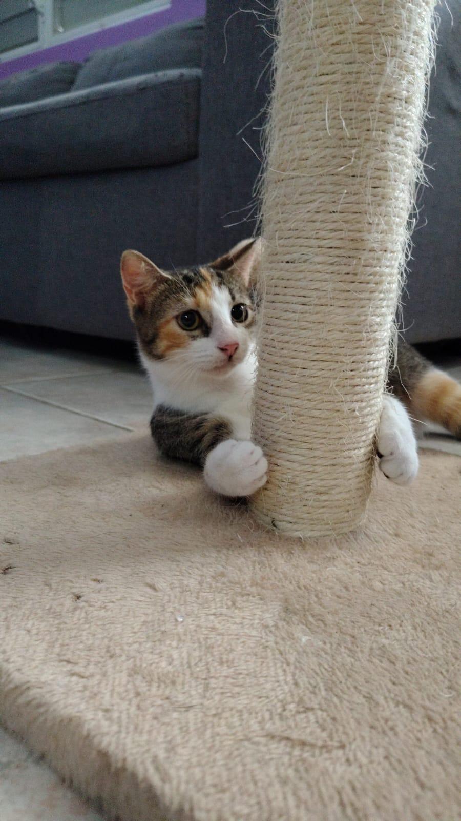 April, an adopted Domestic Short Hair in Franklin, MA image 2/6