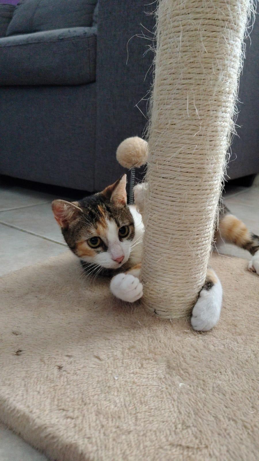 April, adopted, Kitten Female Domestic Short Hair.