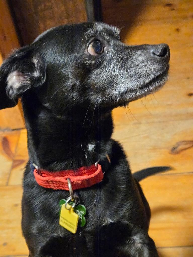 Enlarge Titan - LOCAL, a Adoptable Terrier in Princeton, MA image 1/3