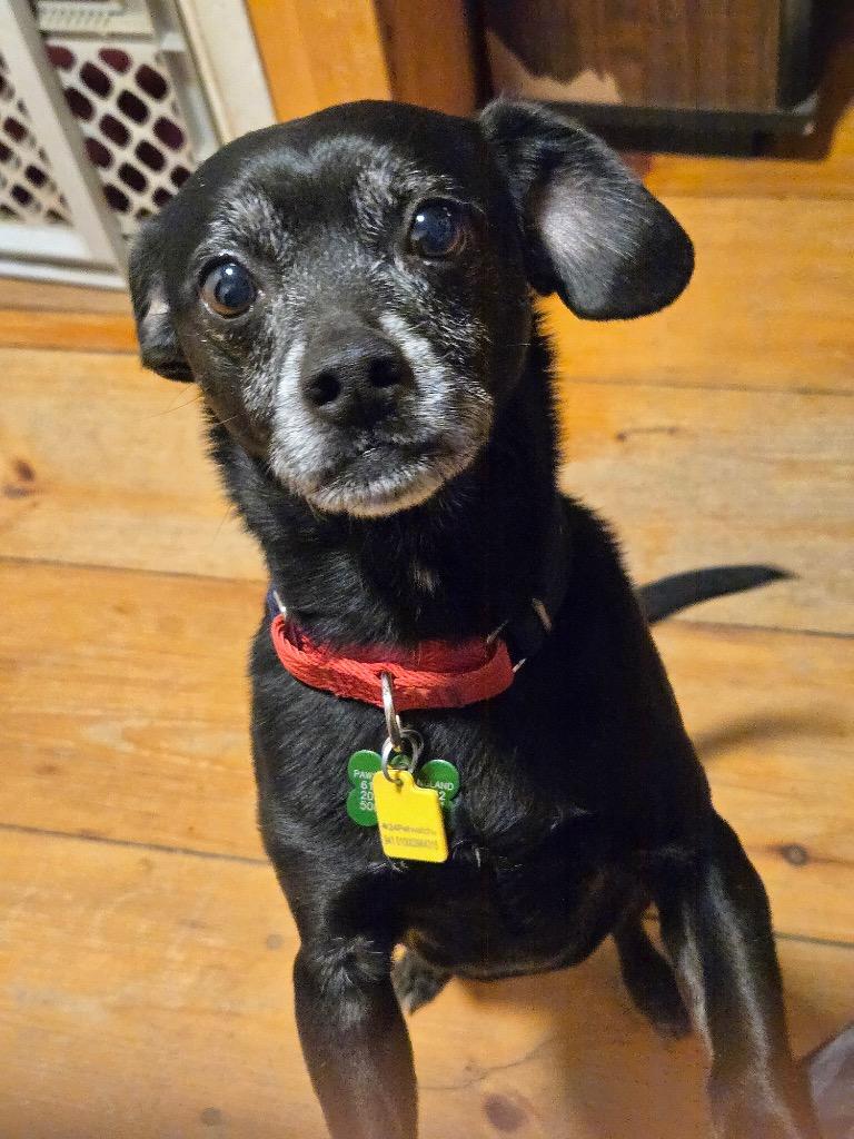 Enlarge Titan - LOCAL, a Adoptable Terrier in Princeton, MA image 2/3