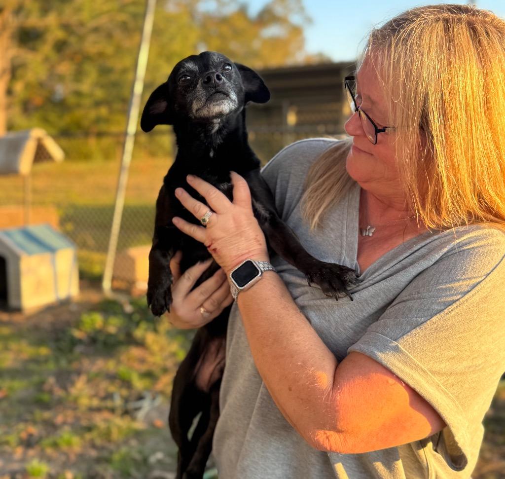 Enlarge Titan - LOCAL, a Adoptable Terrier in Princeton, MA image 3/3
