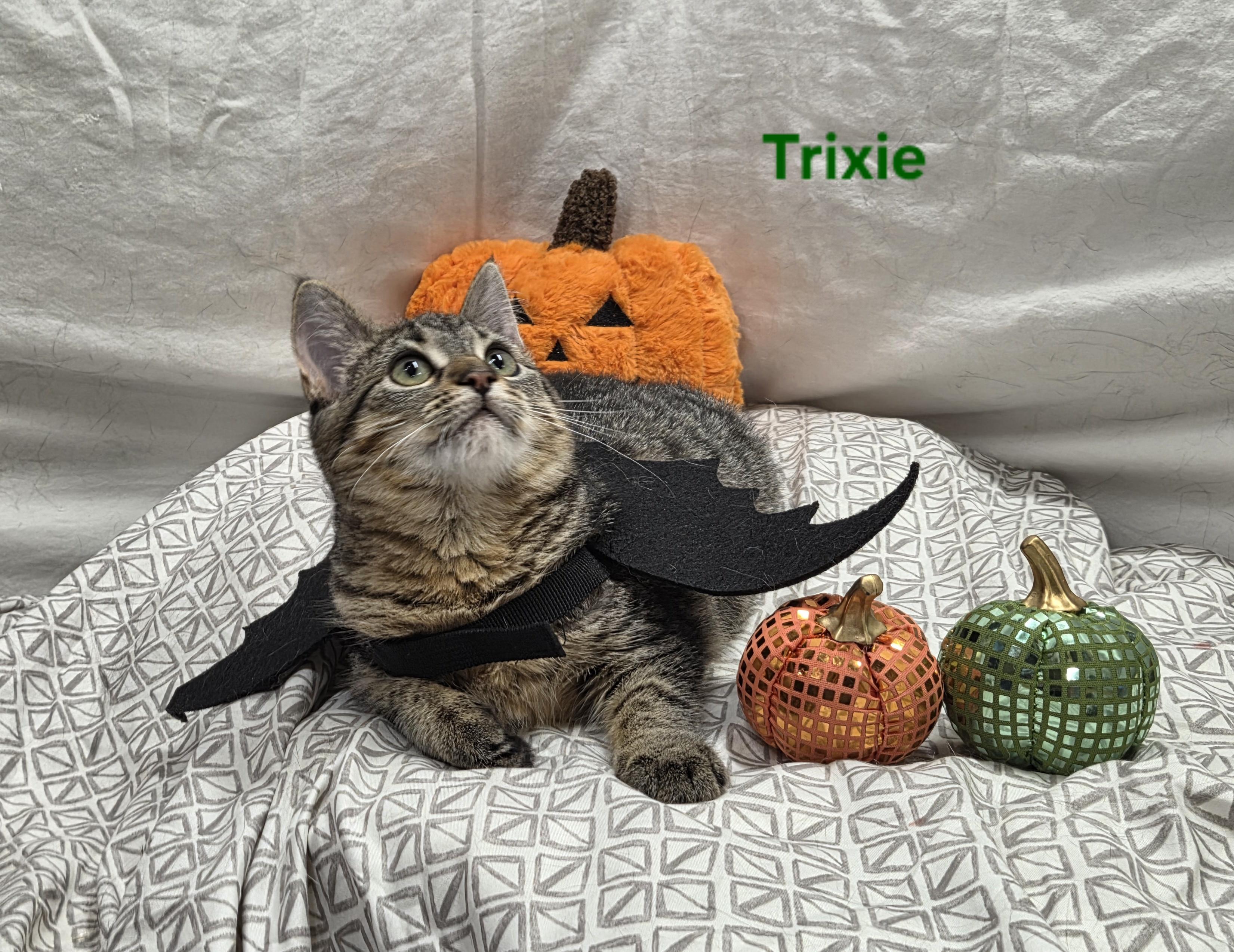 Trixie, Adoptable, Young Female Tabby.