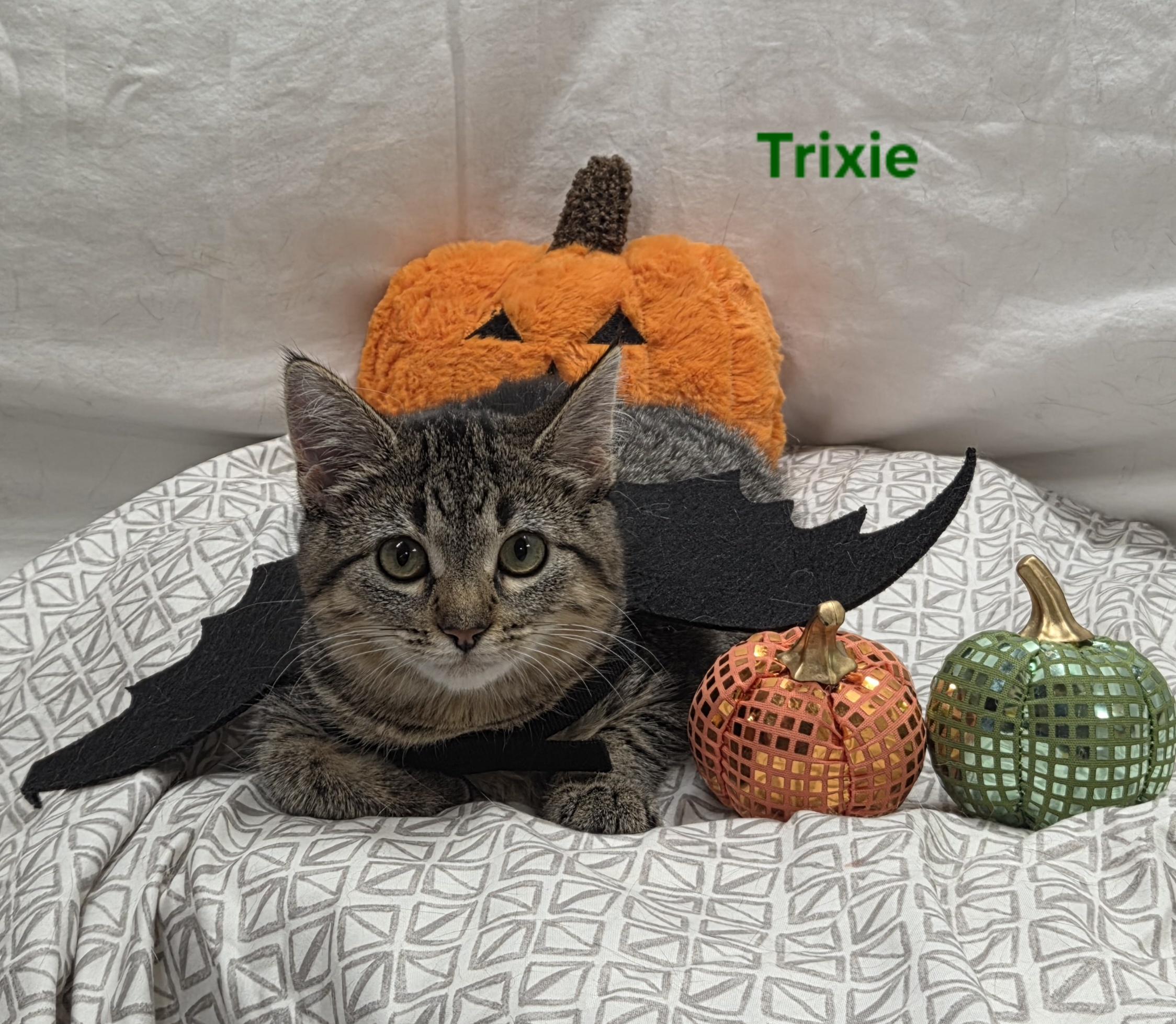 Enlarge Trixie, a Adoptable mixed breed in Whitewater, WI image 3/6