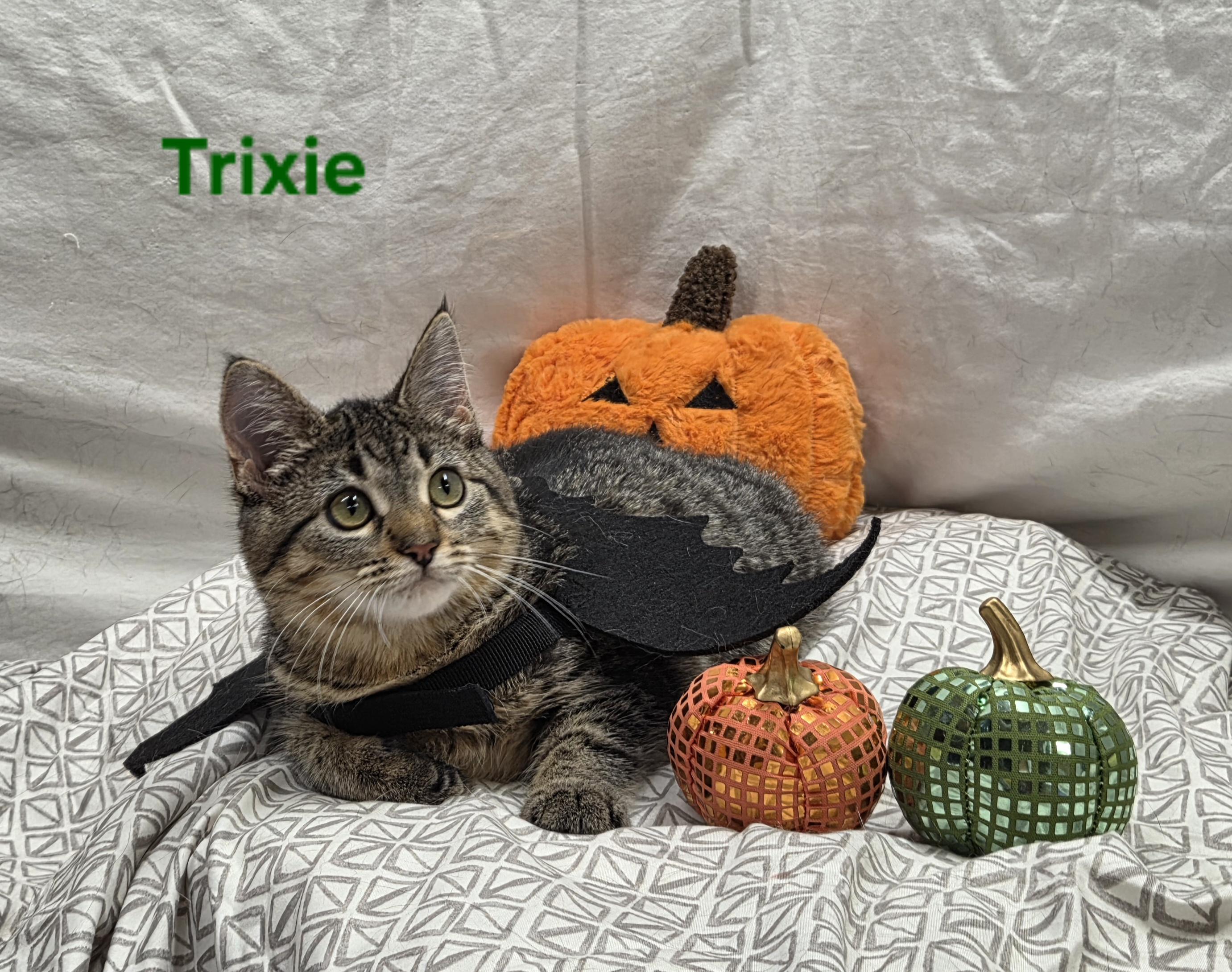 Enlarge Trixie, a Adoptable mixed breed in Whitewater, WI image 2/6