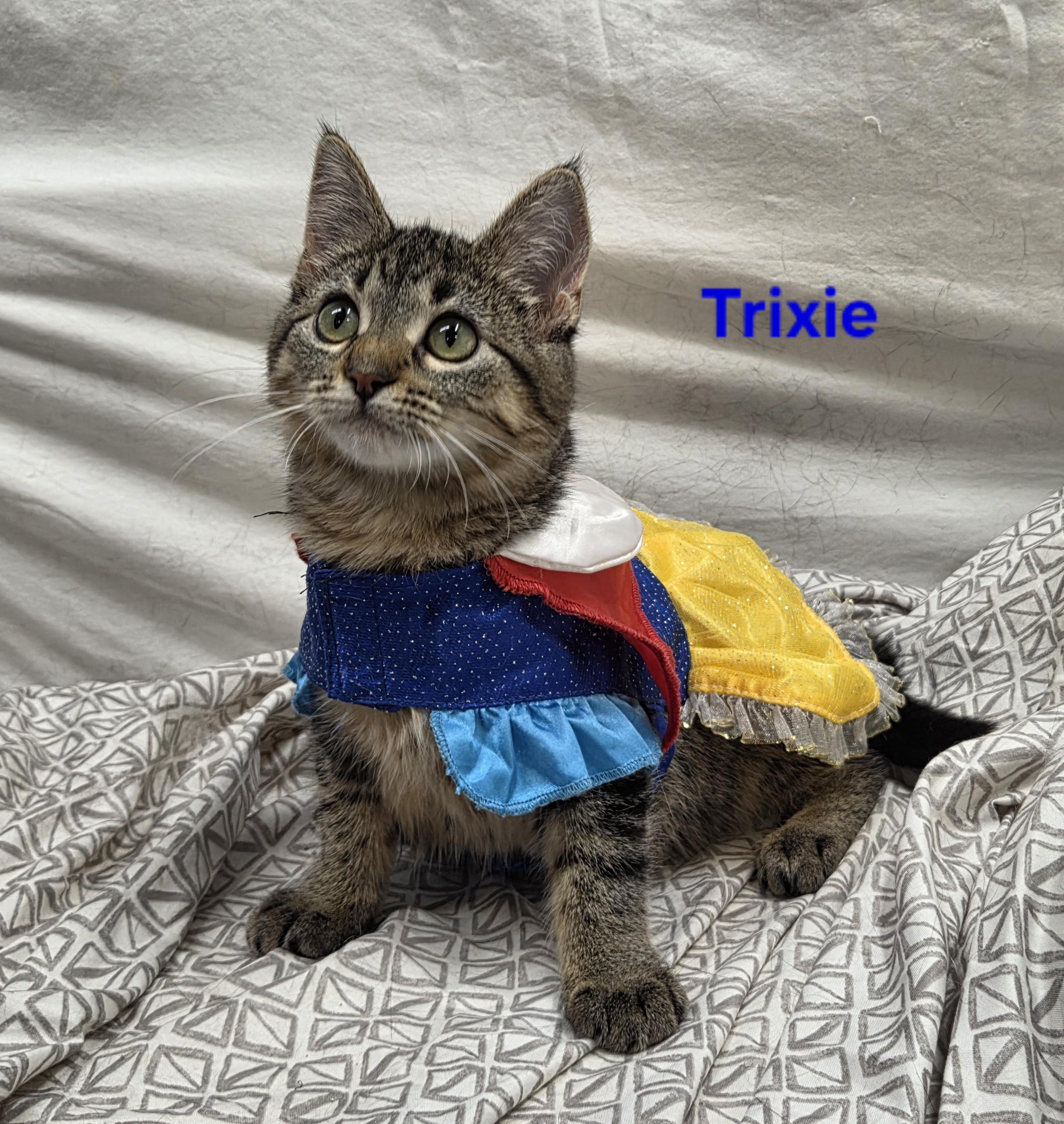 Enlarge Trixie, a Adoptable mixed breed in Whitewater, WI image 4/6