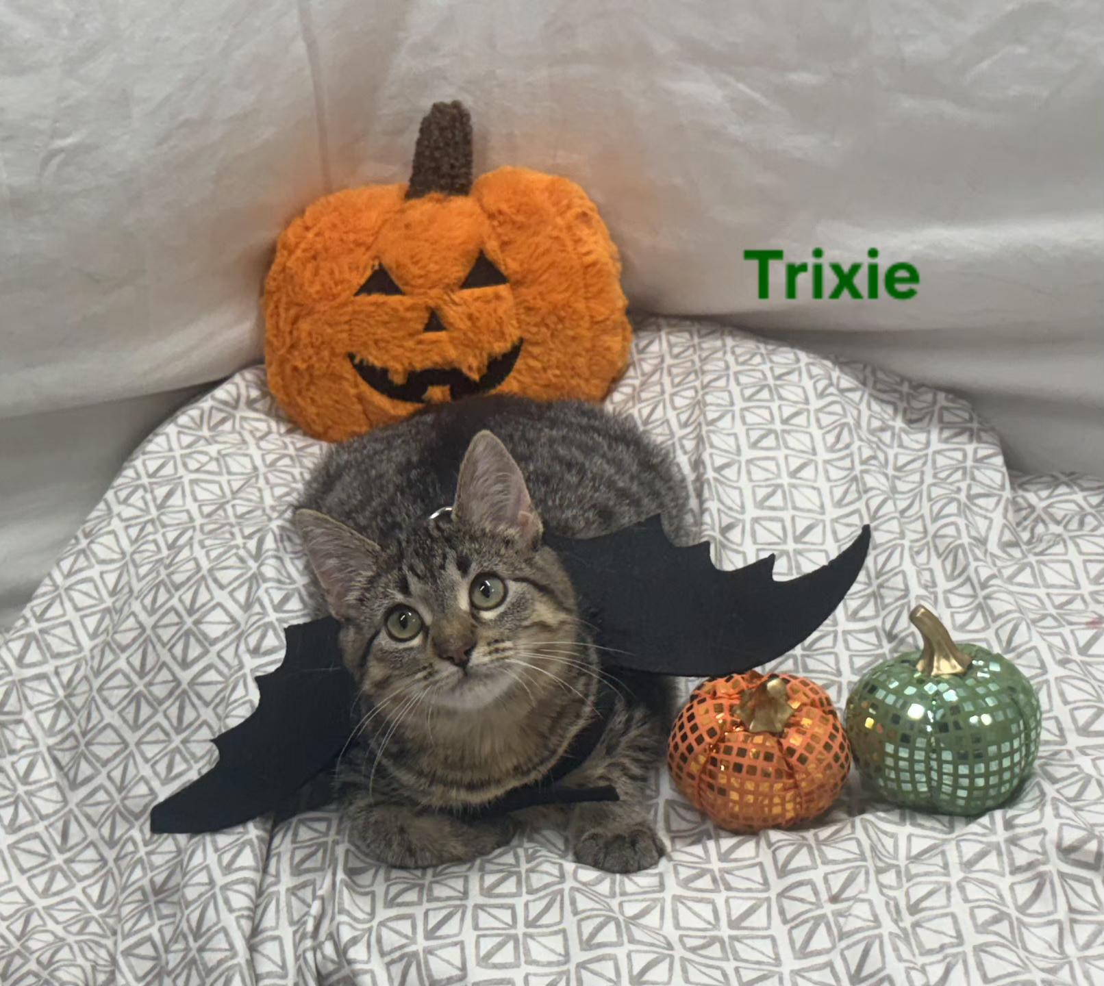 Enlarge Trixie, a Adoptable mixed breed in Whitewater, WI image 5/6