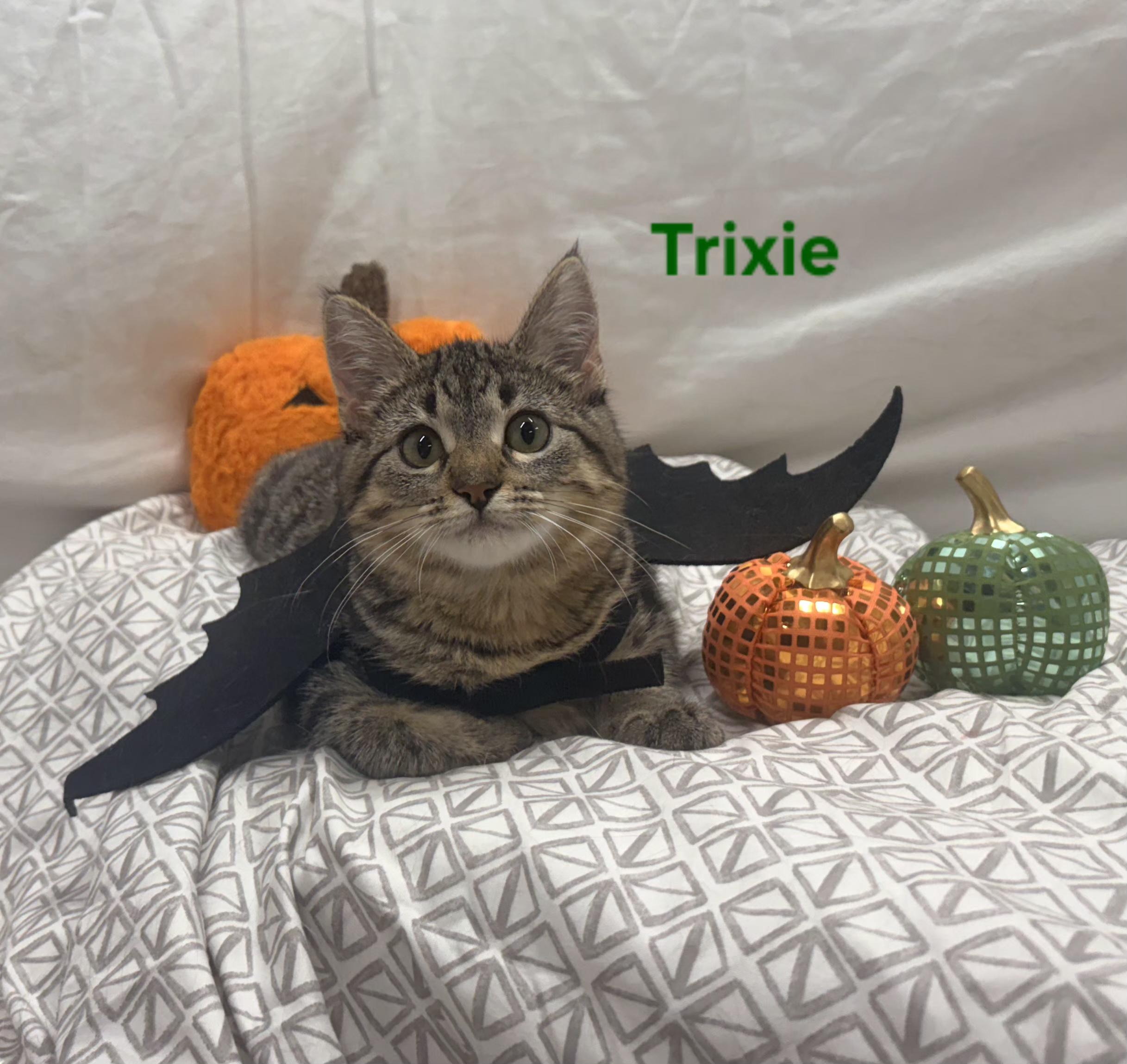 Enlarge Trixie, a Adoptable mixed breed in Whitewater, WI image 6/6