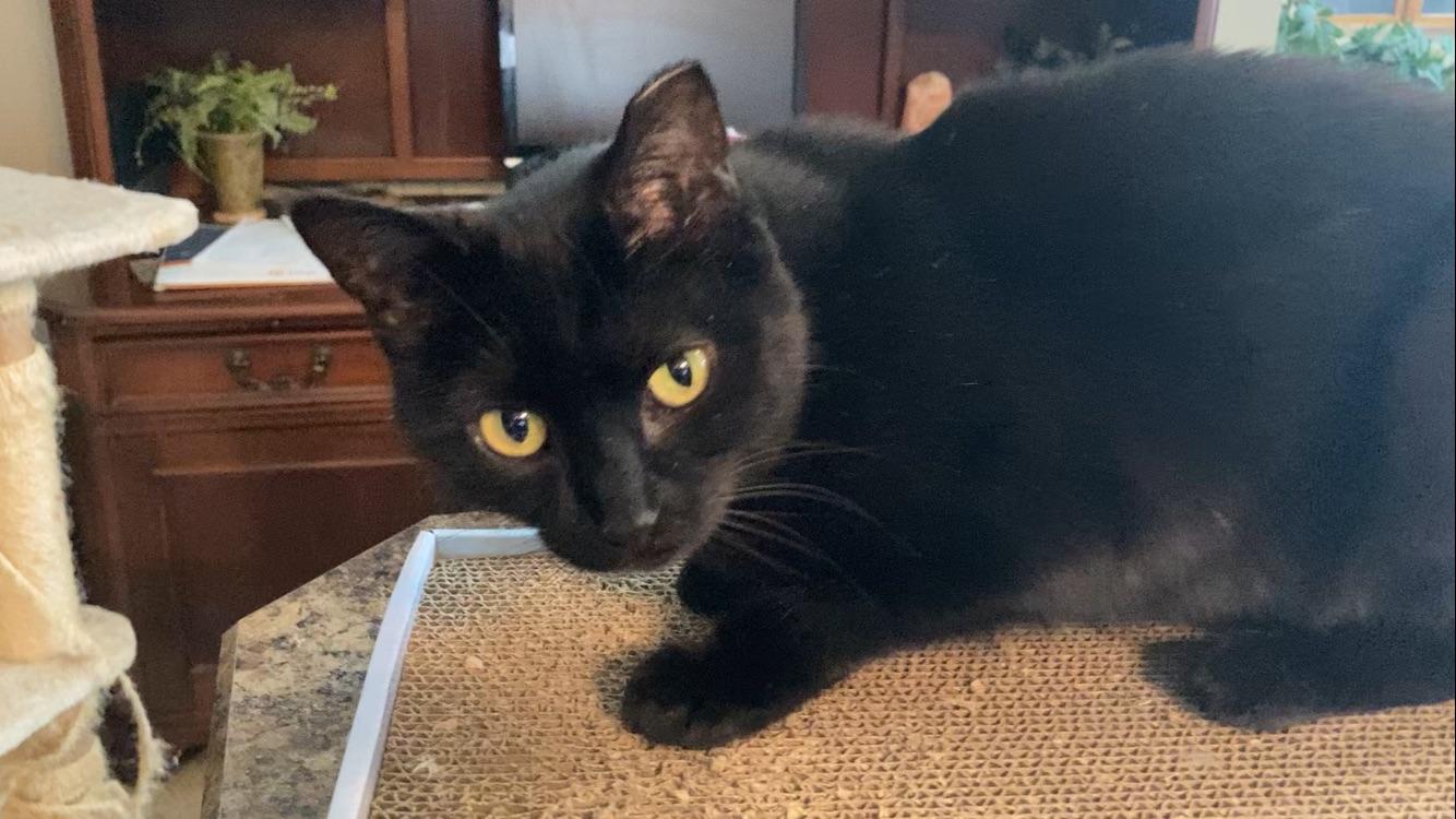 Enlarge Liza, an adopted Domestic Short Hair in Roachdale, IN image 4/4