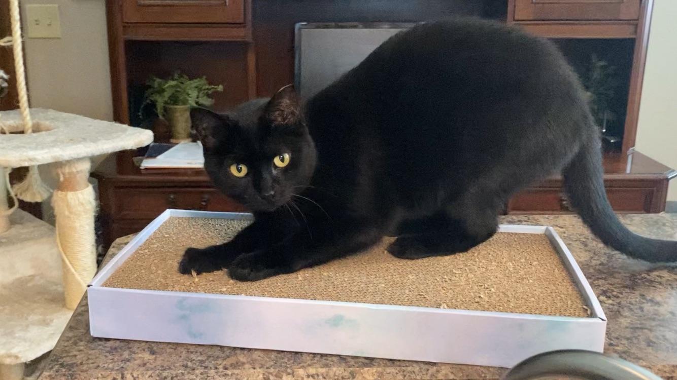 Enlarge Liza, an adopted Domestic Short Hair in Roachdale, IN image 2/4