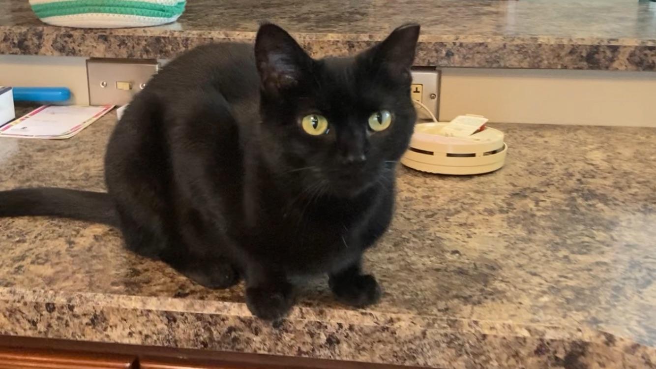 Enlarge Liza, an adopted Domestic Short Hair in Roachdale, IN image 3/4