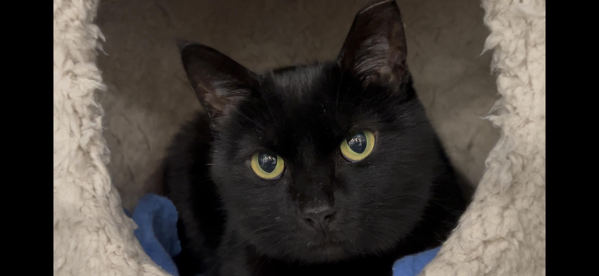 Enlarge Liza, an adopted Domestic Short Hair in Roachdale, IN image 1/4