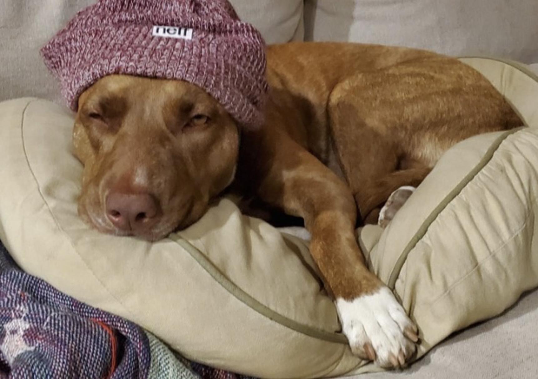 Enlarge Dakota, a Adoptable mixed breed in San Diego, CA image 3/6