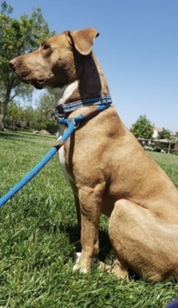 Enlarge Dakota, a Adoptable mixed breed in San Diego, CA image 4/6