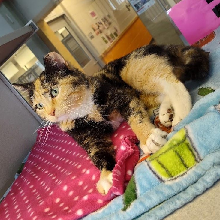Sabrina, a ADOPTABLE Domestic Short Hair in Cedar Rapids, IA image 3/4