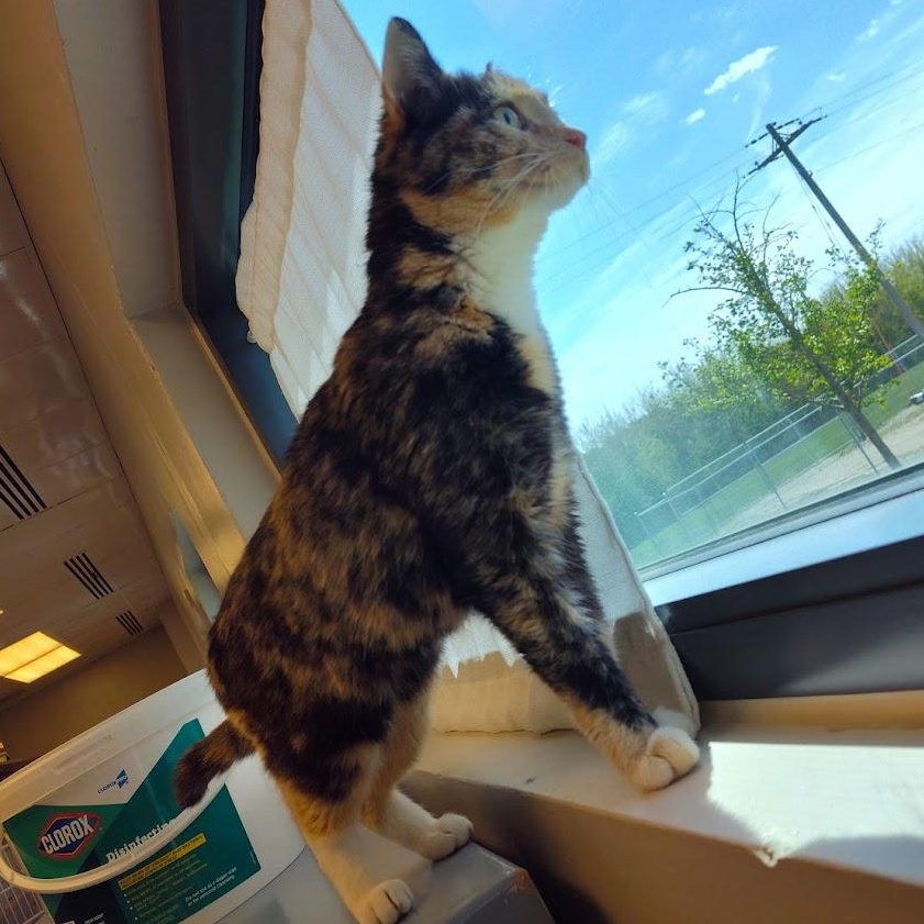 Sabrina, a ADOPTABLE Domestic Short Hair in Cedar Rapids, IA image 2/4