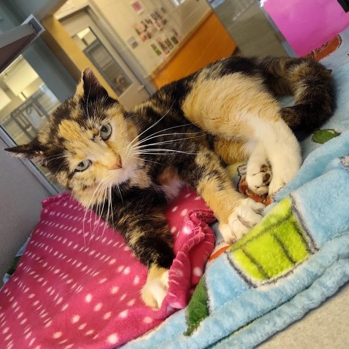 Sabrina, a ADOPTABLE Domestic Short Hair in Cedar Rapids, IA image 4/4