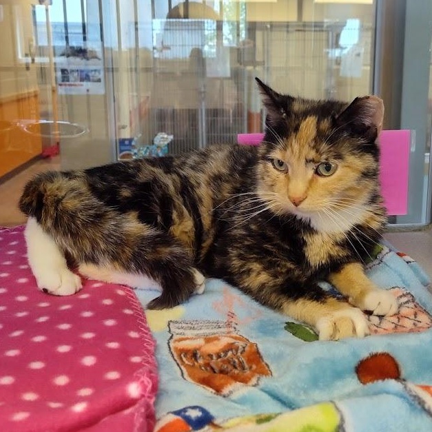 Sabrina, ADOPTABLE, Adult Female Domestic Short Hair.