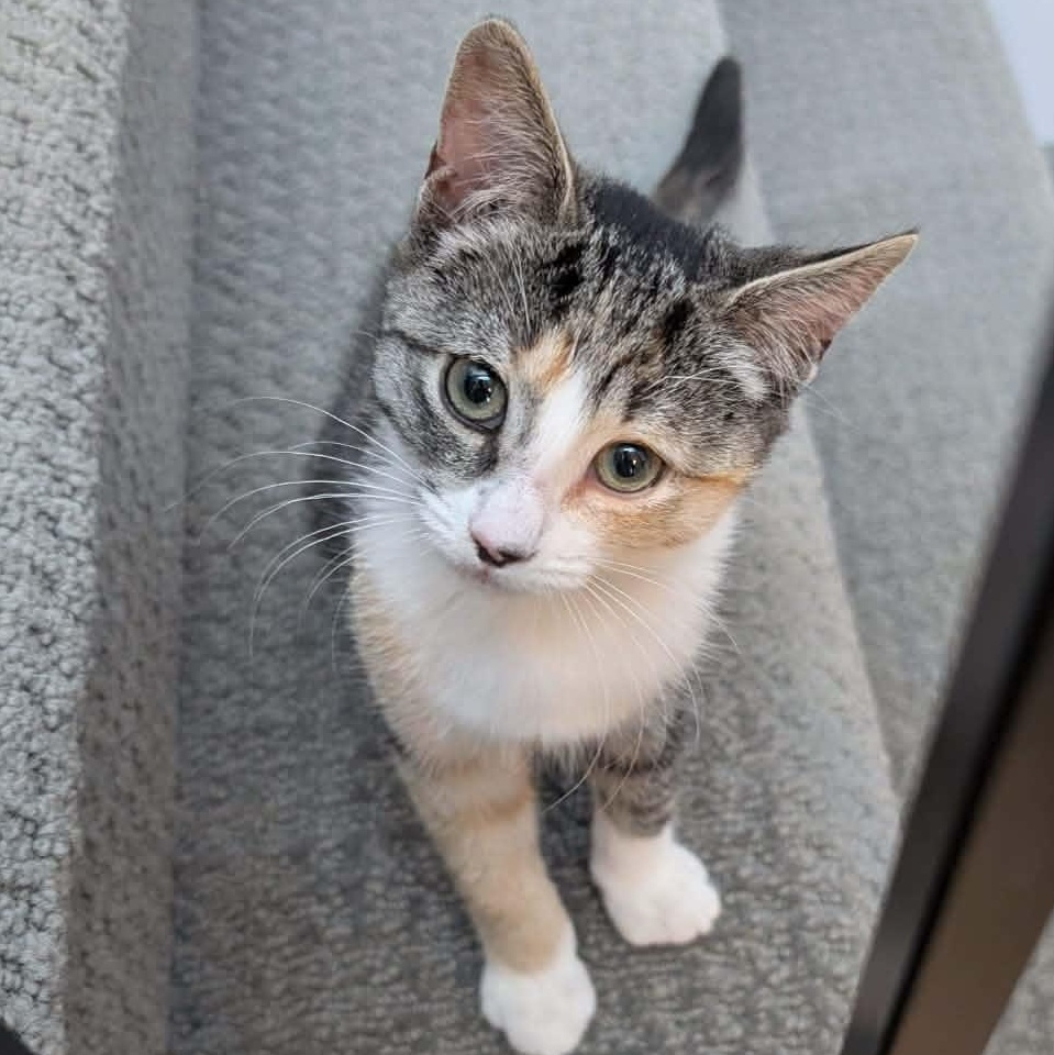 Roux, adoptable, Kitten Female Domestic Short Hair.