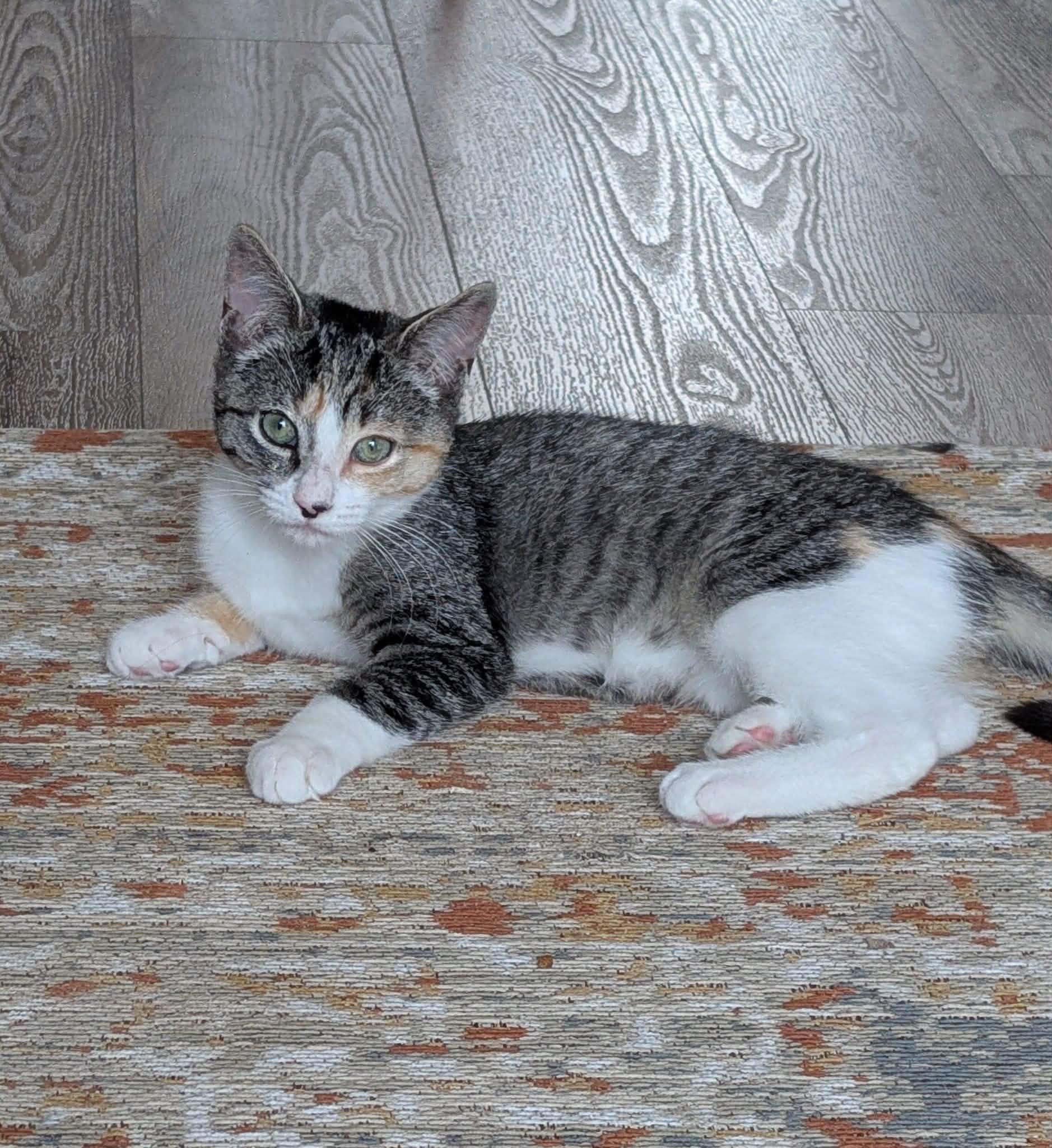 Roux, an adoptable Domestic Short Hair in Wakefield, QC image 2/2