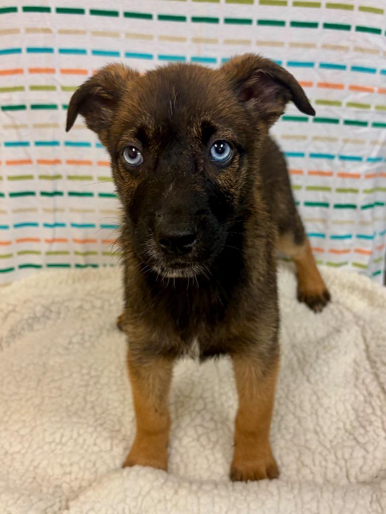Frisco, Adoptable, Puppy Female Shepherd & Mixed Breed.