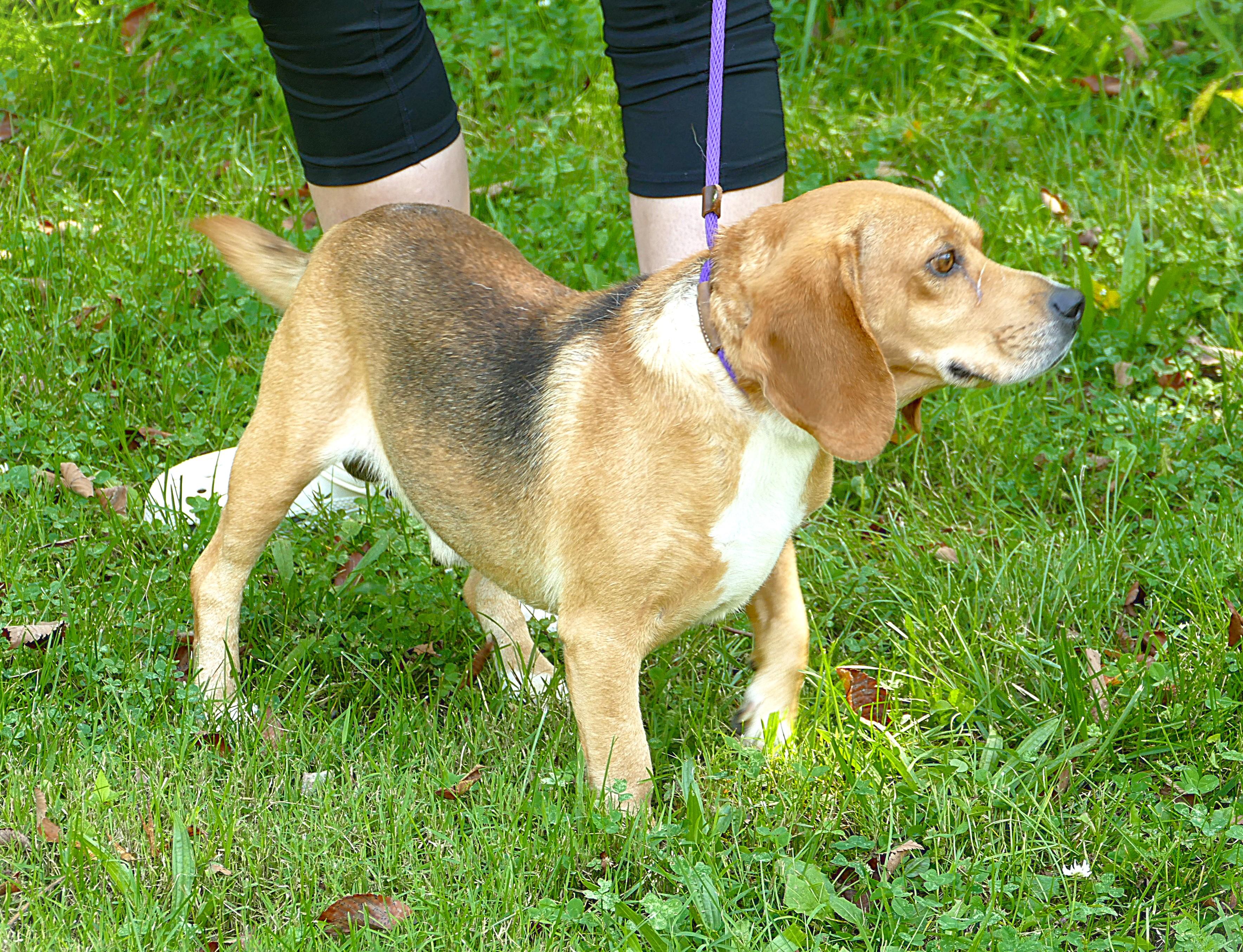 CORWIN, a ADOPTABLE Beagle in Beechbottom, WV image 3/4