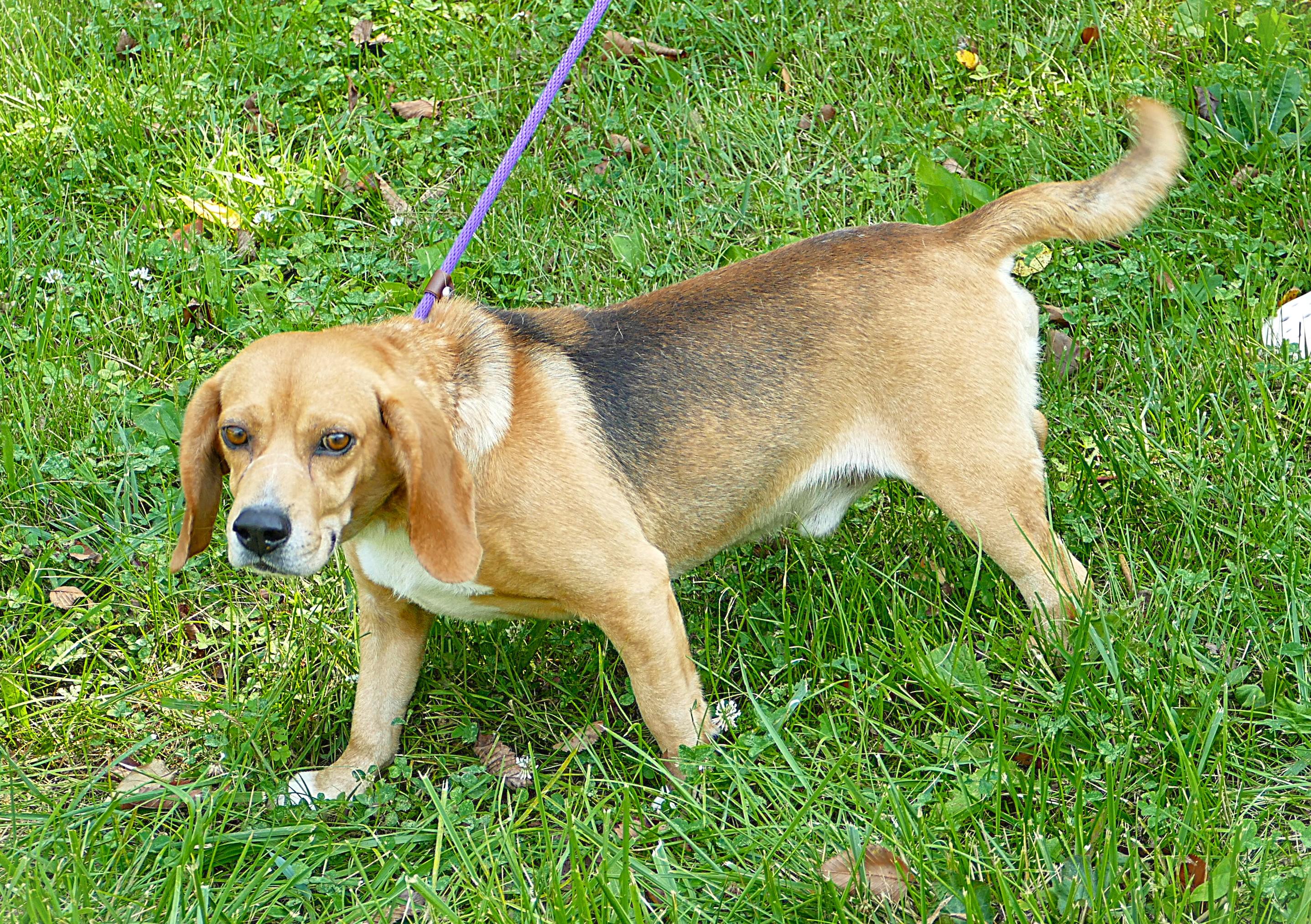 CORWIN, a ADOPTABLE Beagle in Beechbottom, WV image 1/4