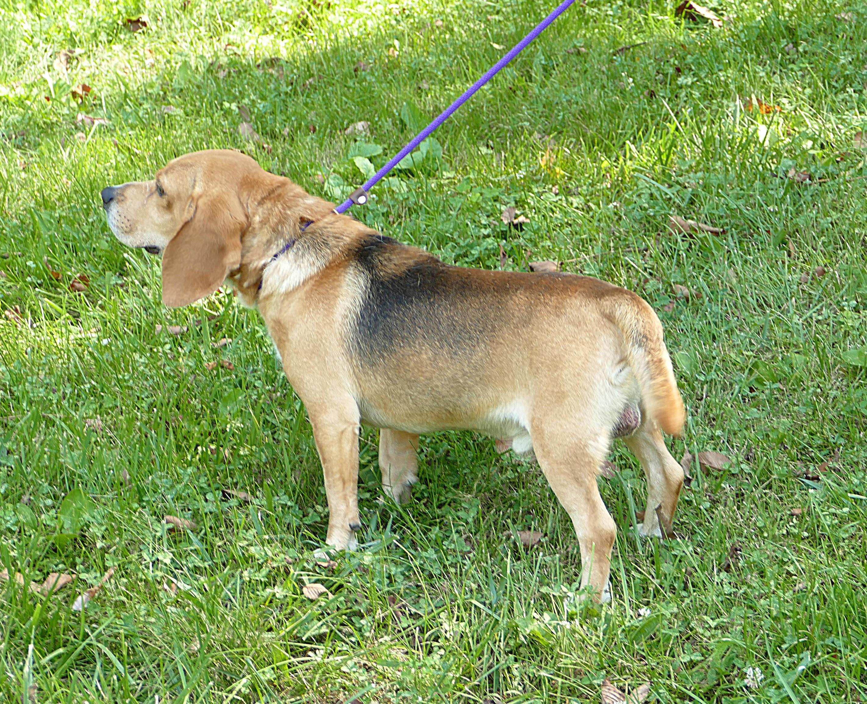 CORWIN, a ADOPTABLE Beagle in Beechbottom, WV image 2/4