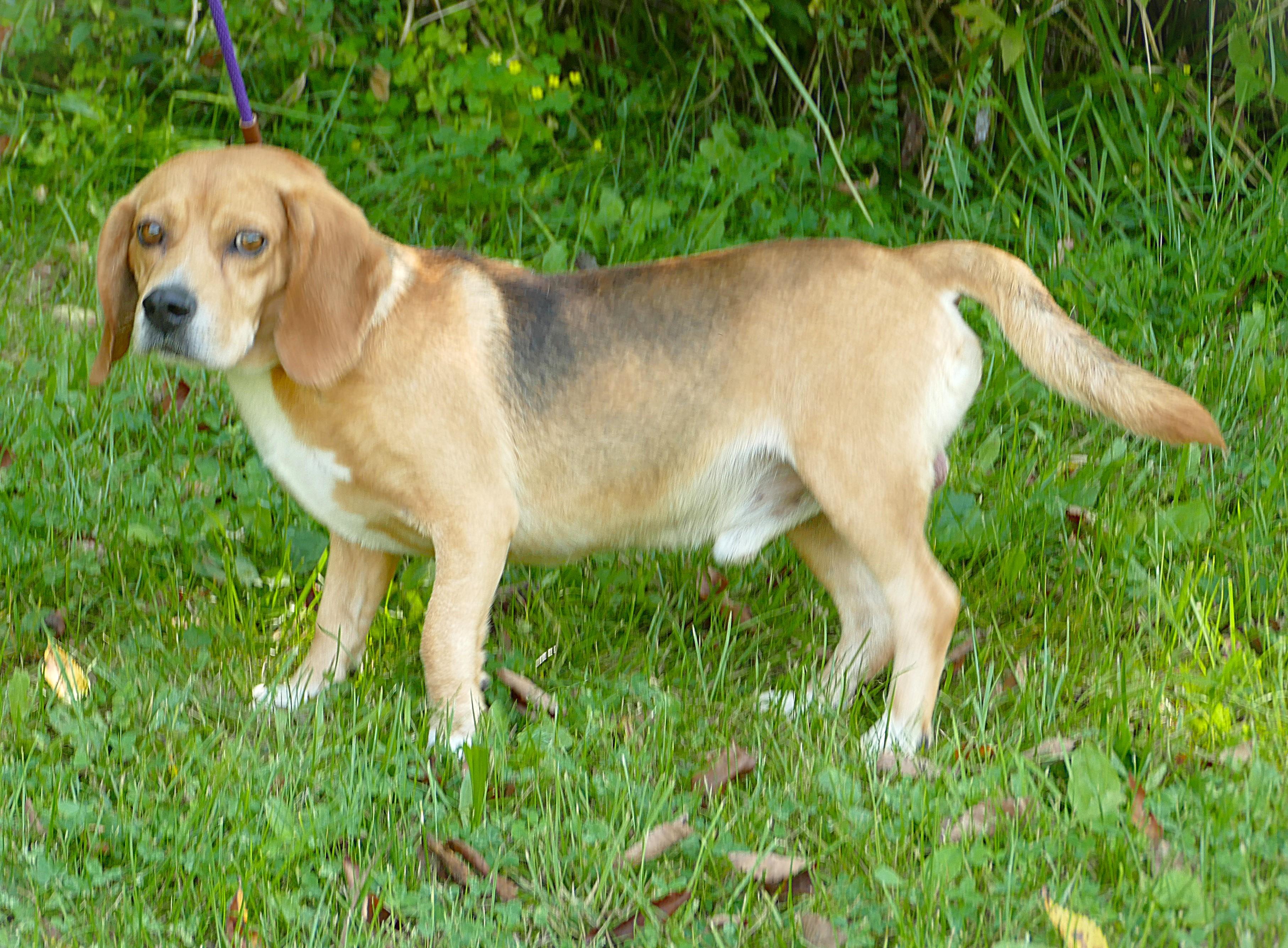 CORWIN, a ADOPTABLE Beagle in Beechbottom, WV image 4/4