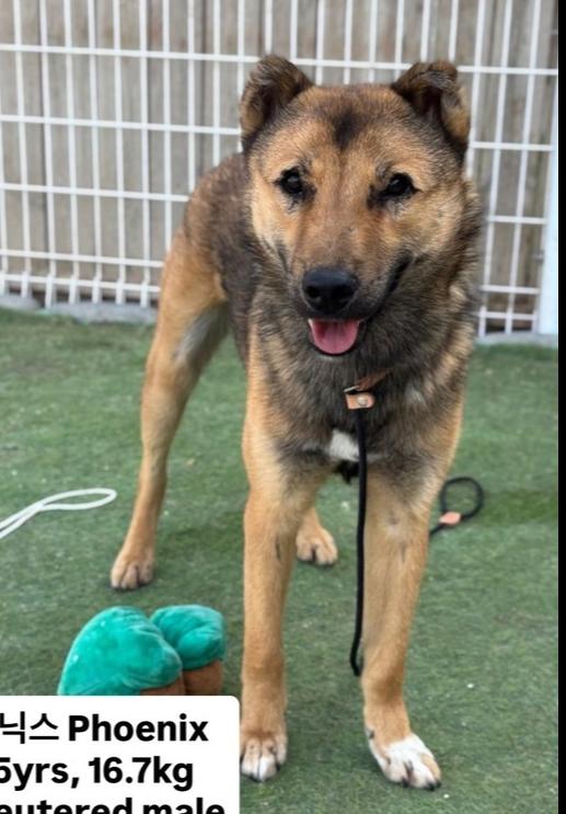 Enlarge Phoenix, a Adoptable Jindo in Long Island City, NY image 1/1
