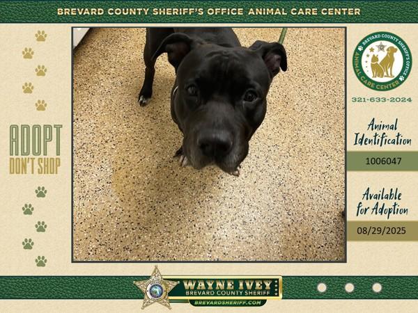 Enlarge Inosuke, a Adoptable mixed breed in Melbourne, FL image 1/1