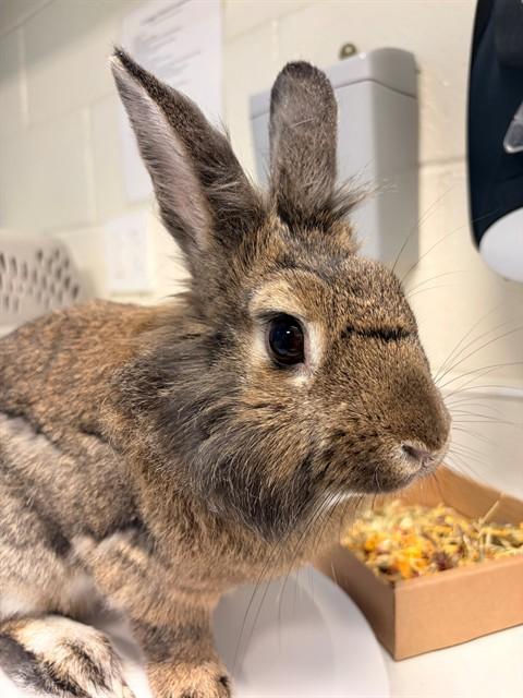 TANDI, Adoptable, Adult Male Bunny Rabbit.