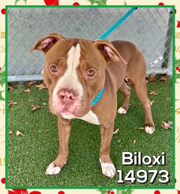 Biloxi (801), Adoptable, Adult Male Pit Bull Terrier.