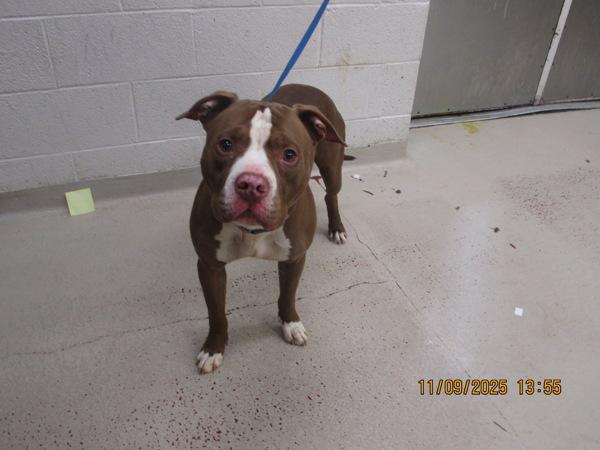 Enlarge Biloxi (801), a Adoptable mixed breed in Marietta, GA image 2/2