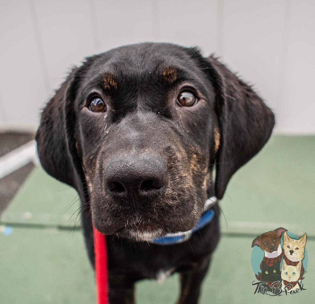 Timon, a Adopted mixed breed in Orem, UT image 1/10