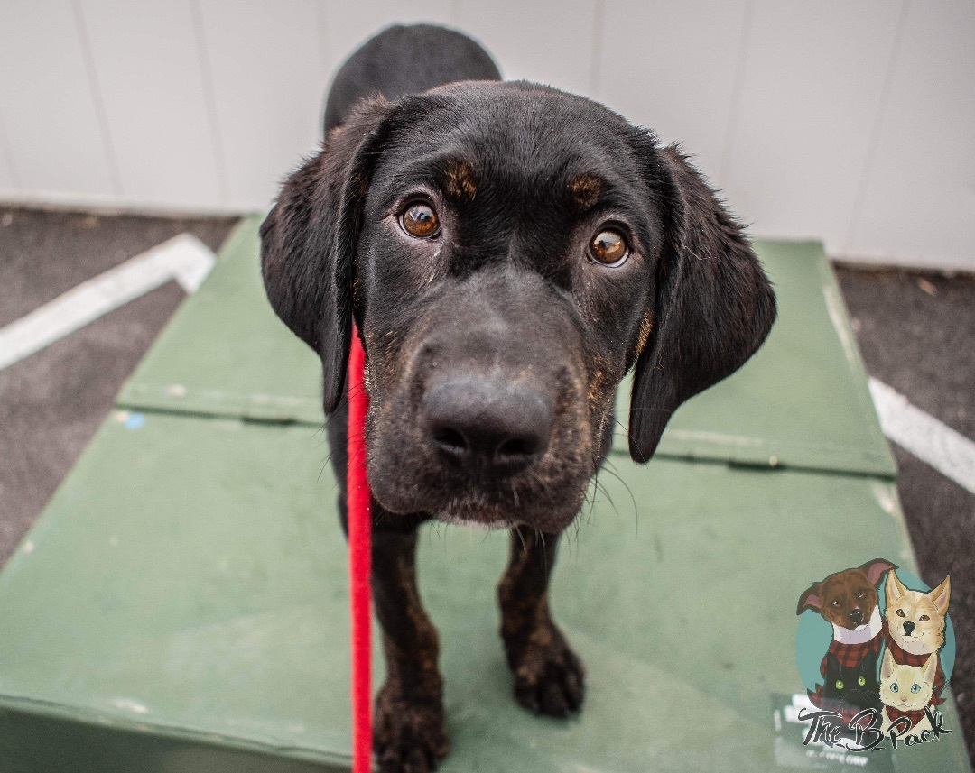 Timon, a Adopted mixed breed in Orem, UT image 2/10