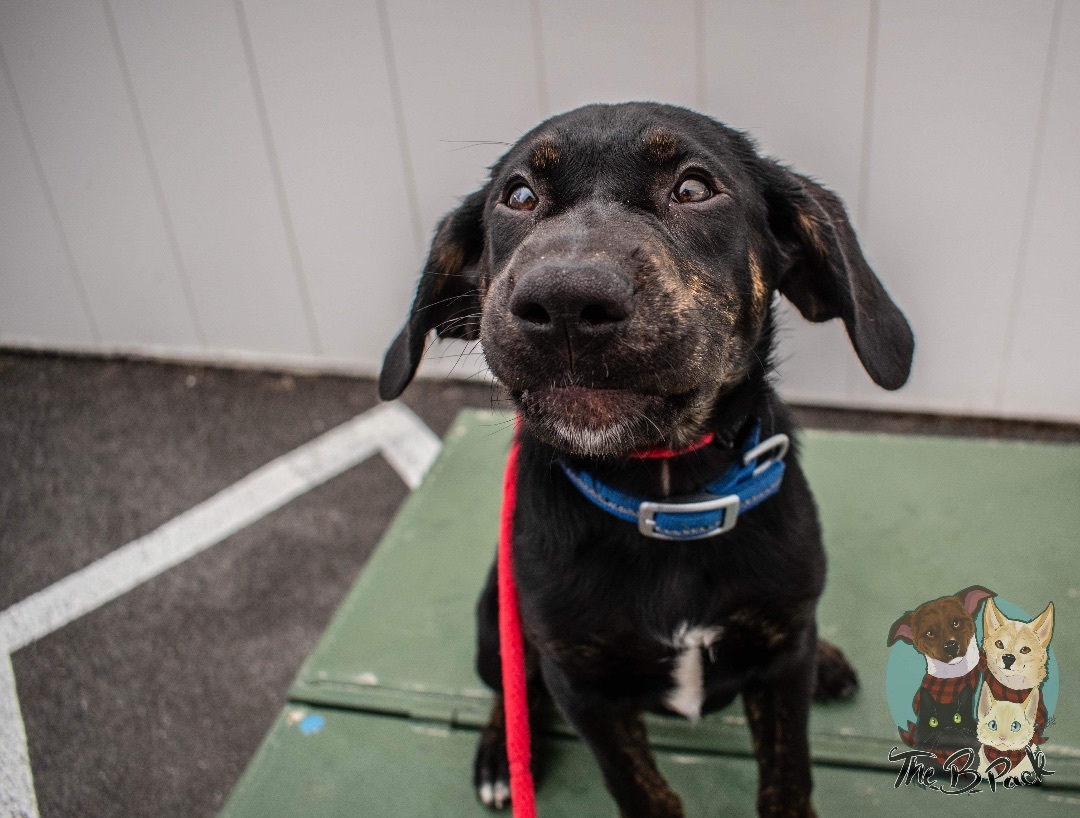 Timon, a Adopted mixed breed in Orem, UT image 3/10
