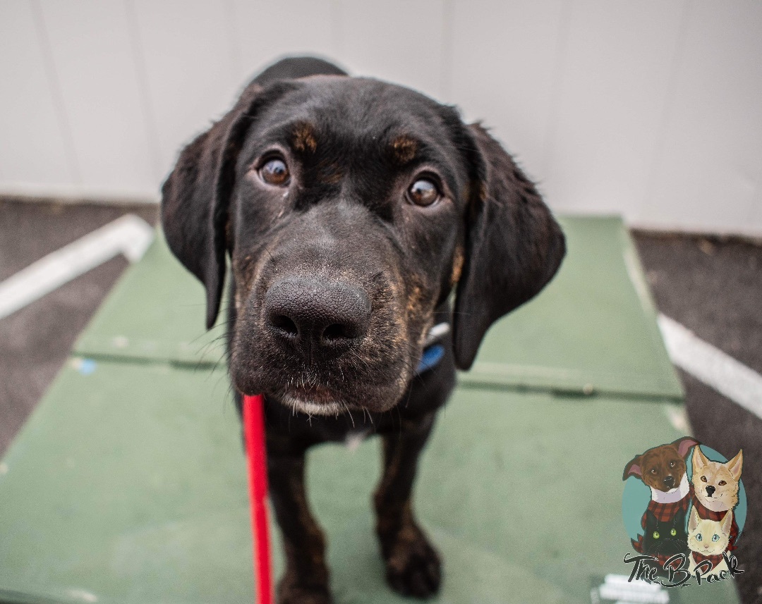 Timon, a Adopted mixed breed in Orem, UT image 4/10