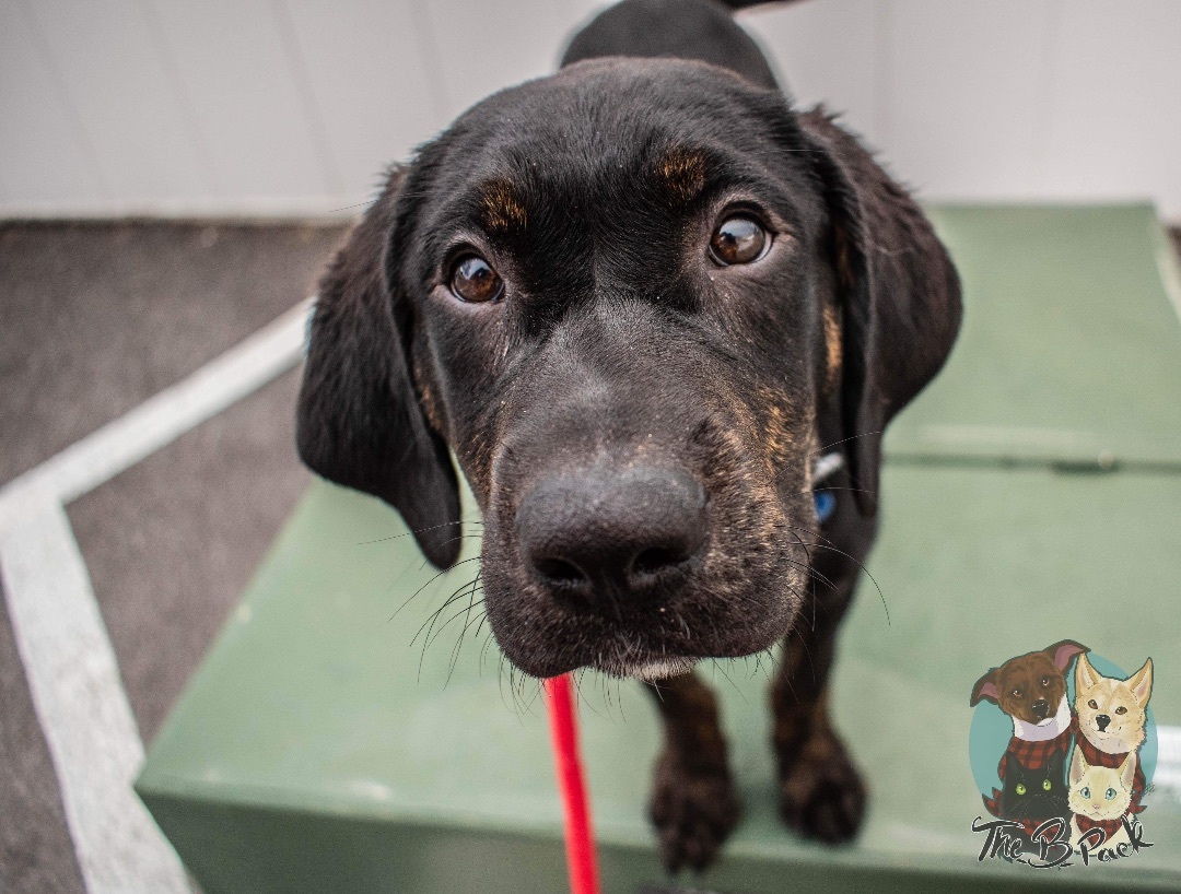 Timon, a Adopted mixed breed in Orem, UT image 5/10