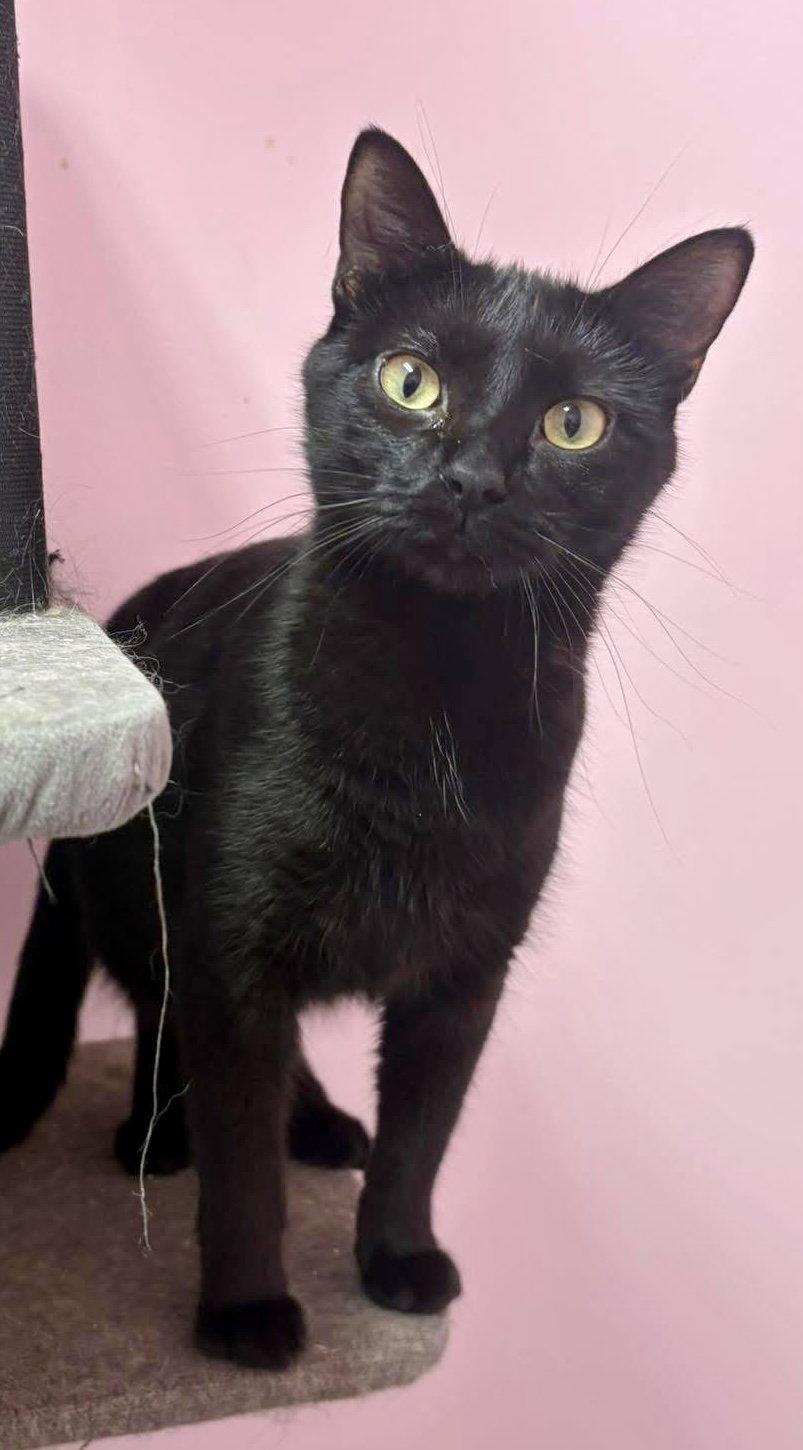 Bonnie, Adopted, Young Female Domestic Short Hair.