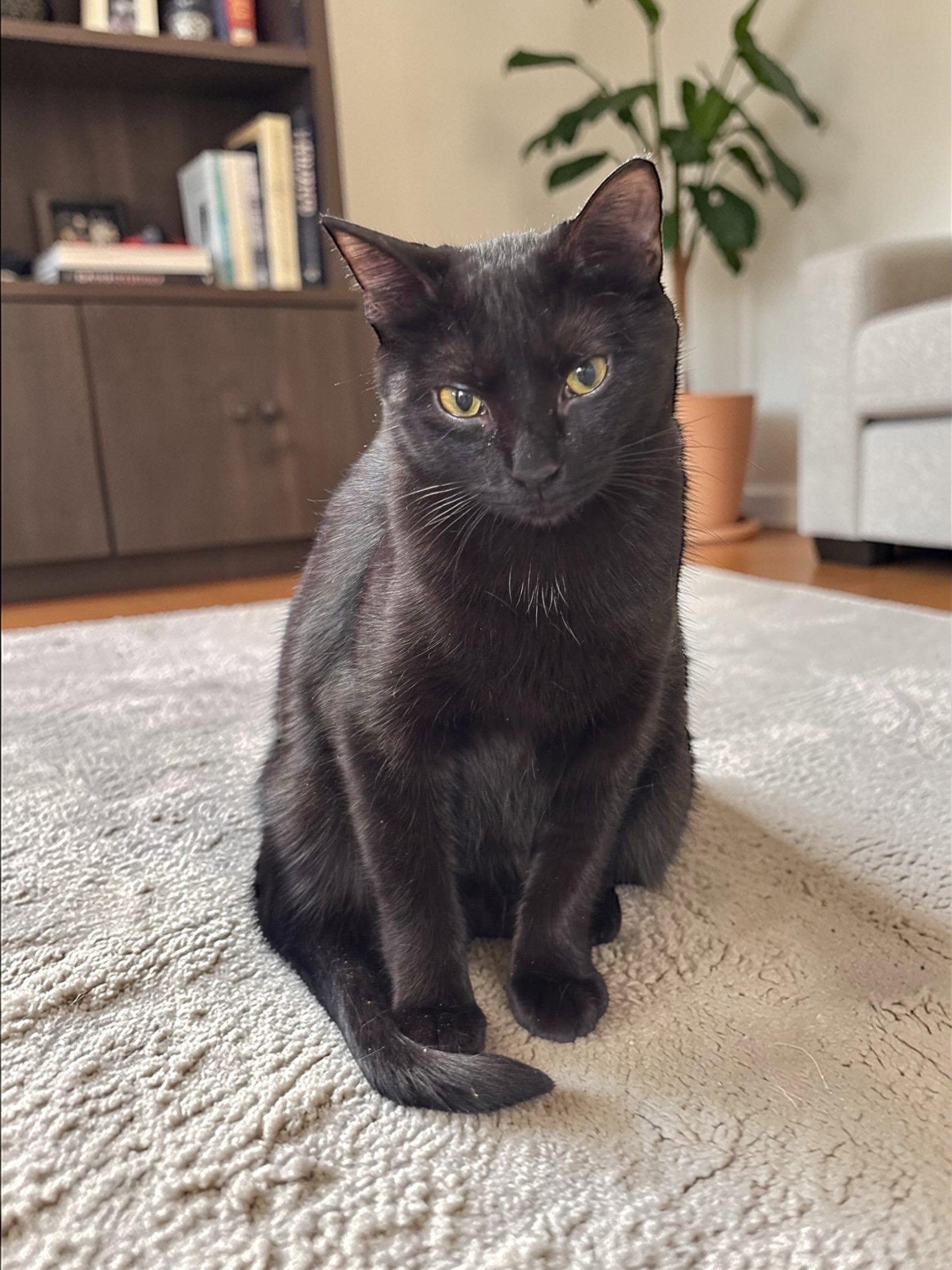 Bonnie, a Adopted Domestic Short Hair in Champaign, IL image 2/3