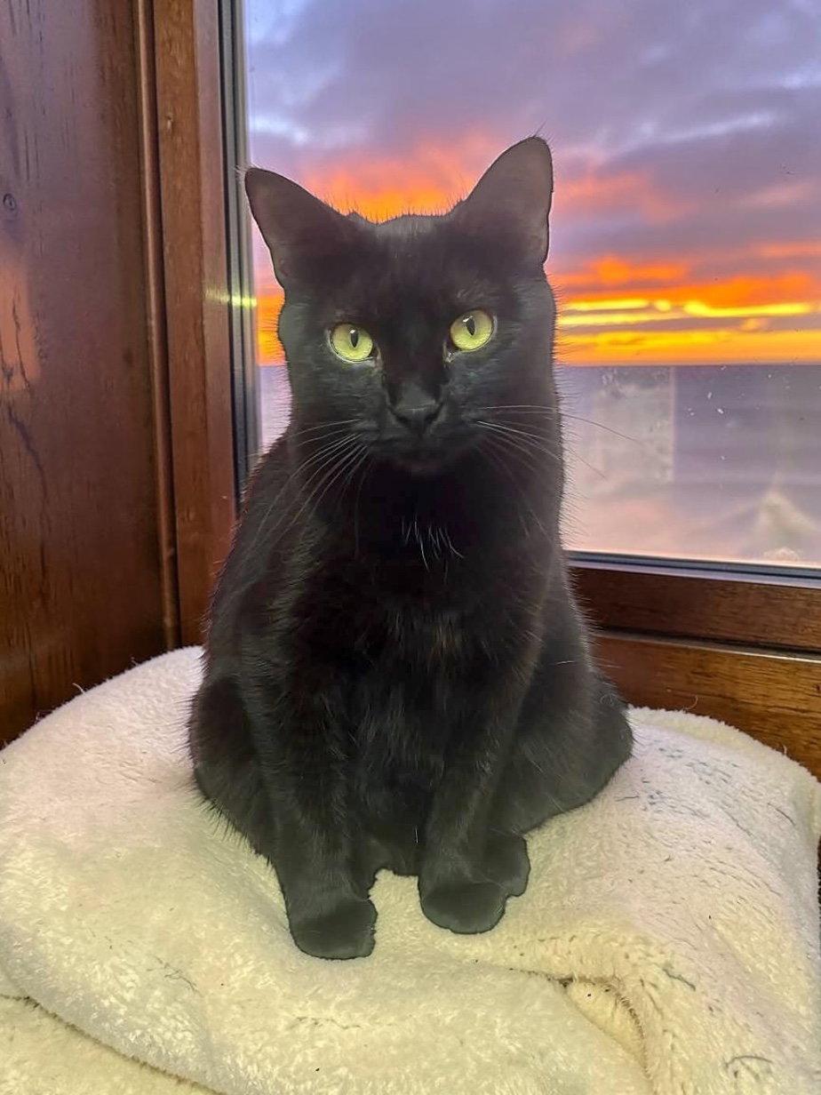 Bonnie, a Adopted Domestic Short Hair in Champaign, IL image 3/3