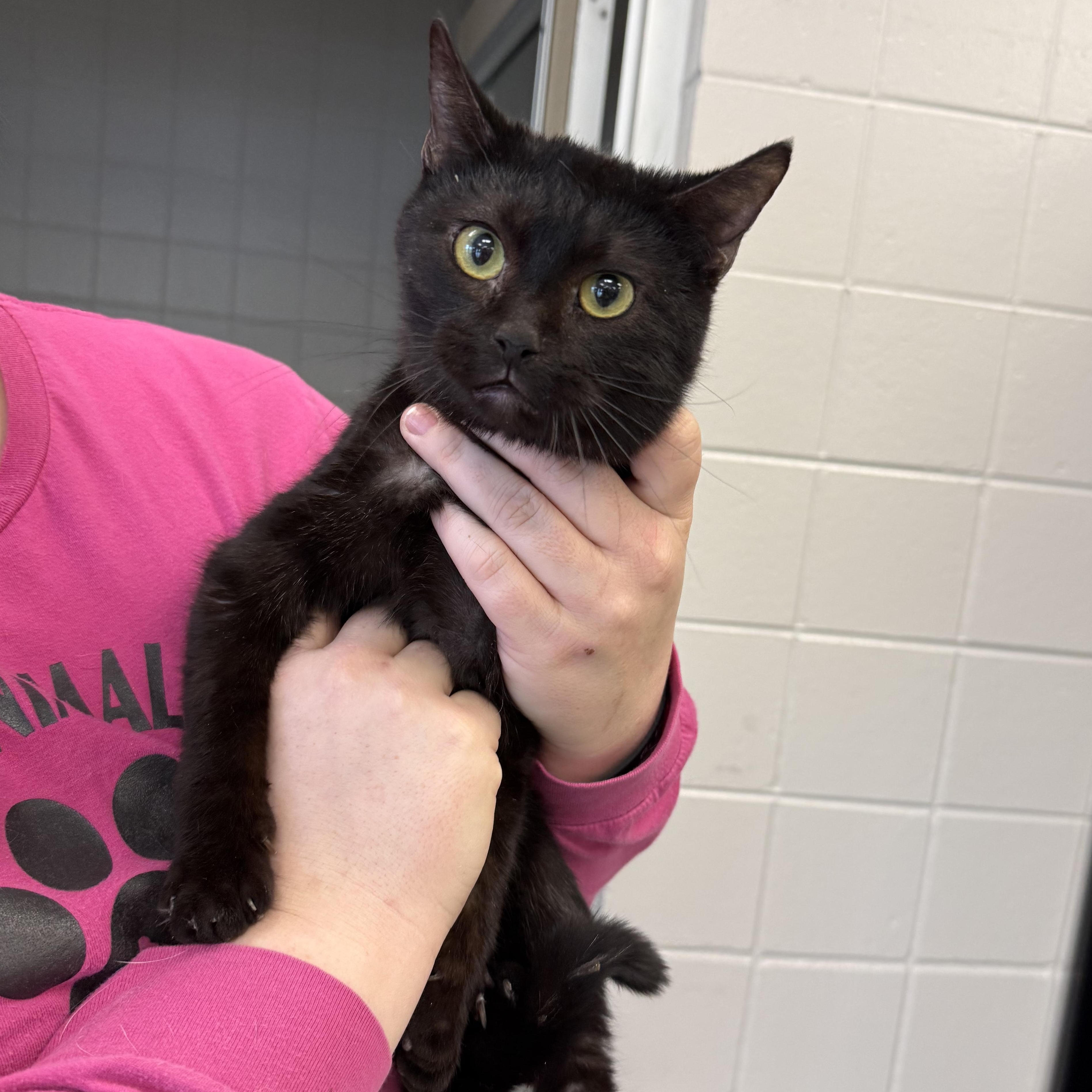 Enlarge Salem, an adopted Domestic Short Hair in Kearney, NE image 2/2