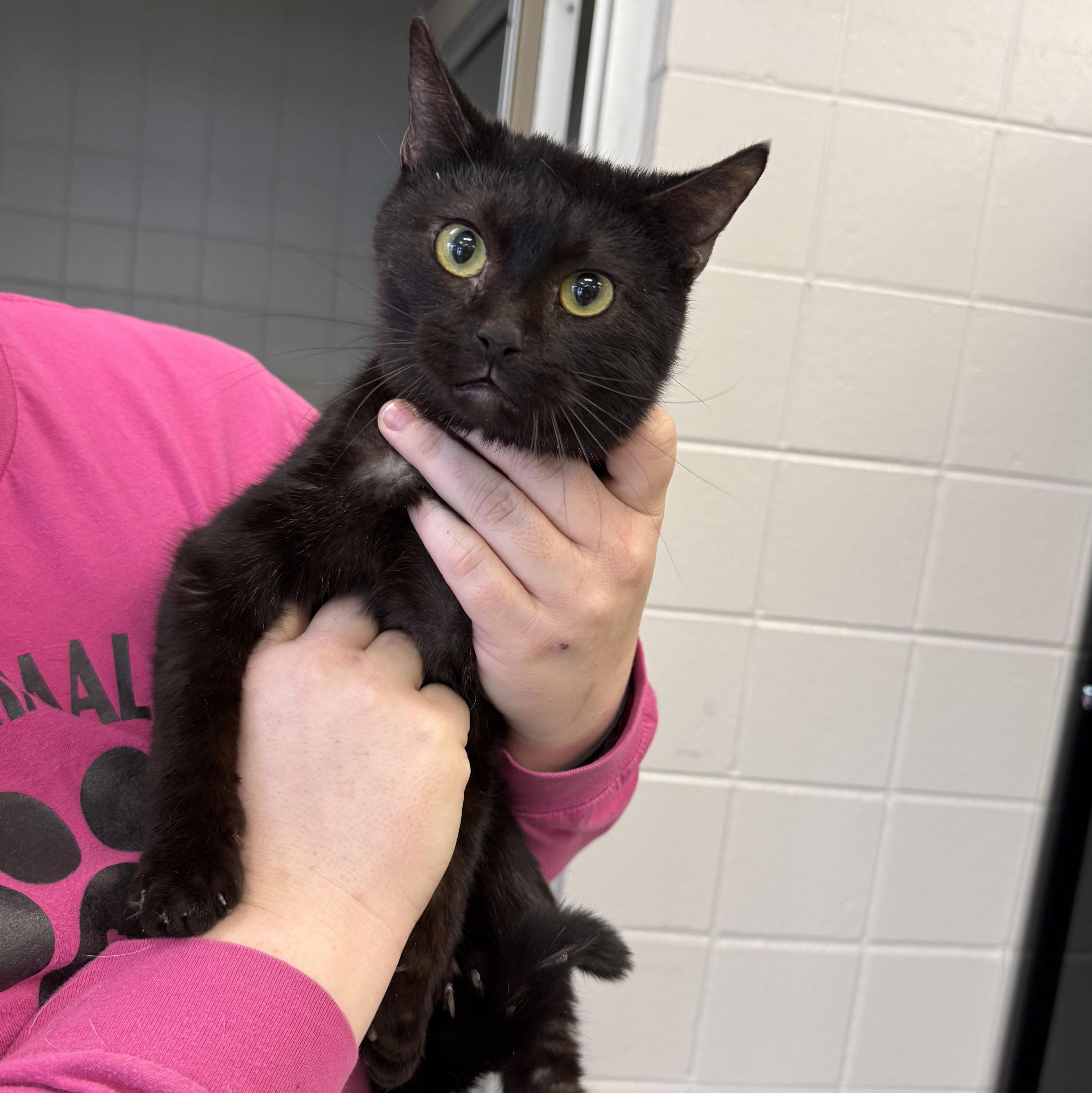 Salem, adopted, Young Male Domestic Short Hair.